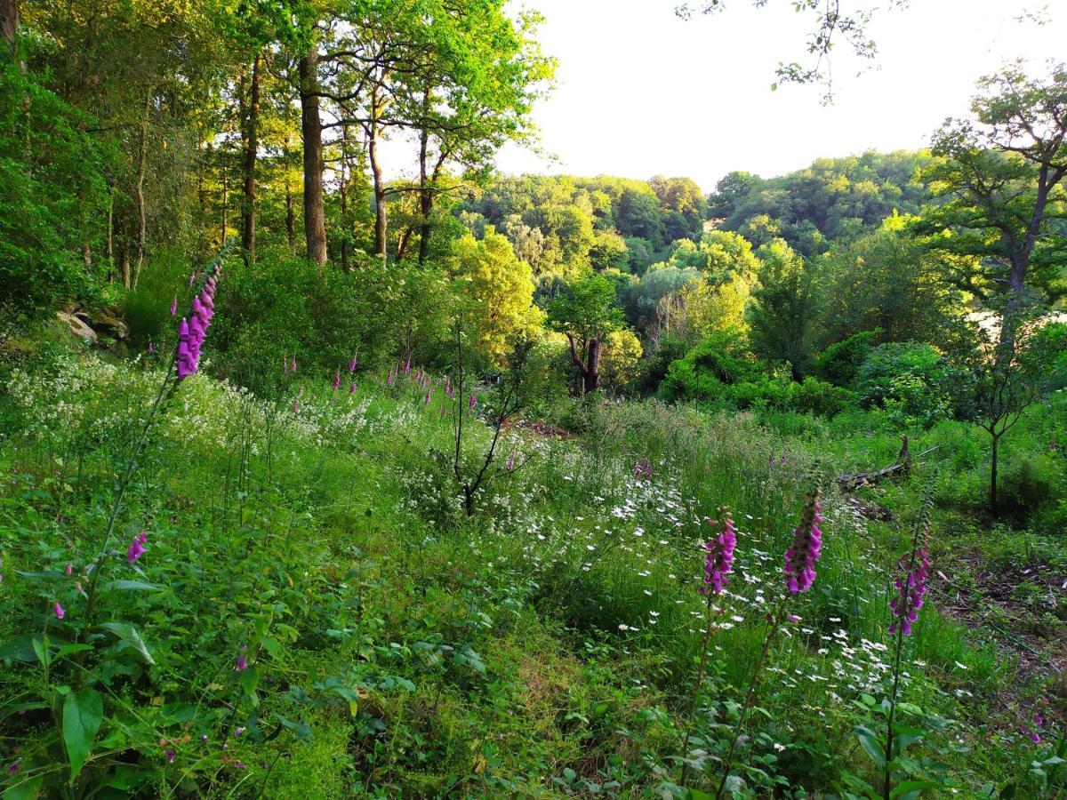 Les Gites Des Beaux Chenes Mortagne-sur-Sevre Bagian luar foto