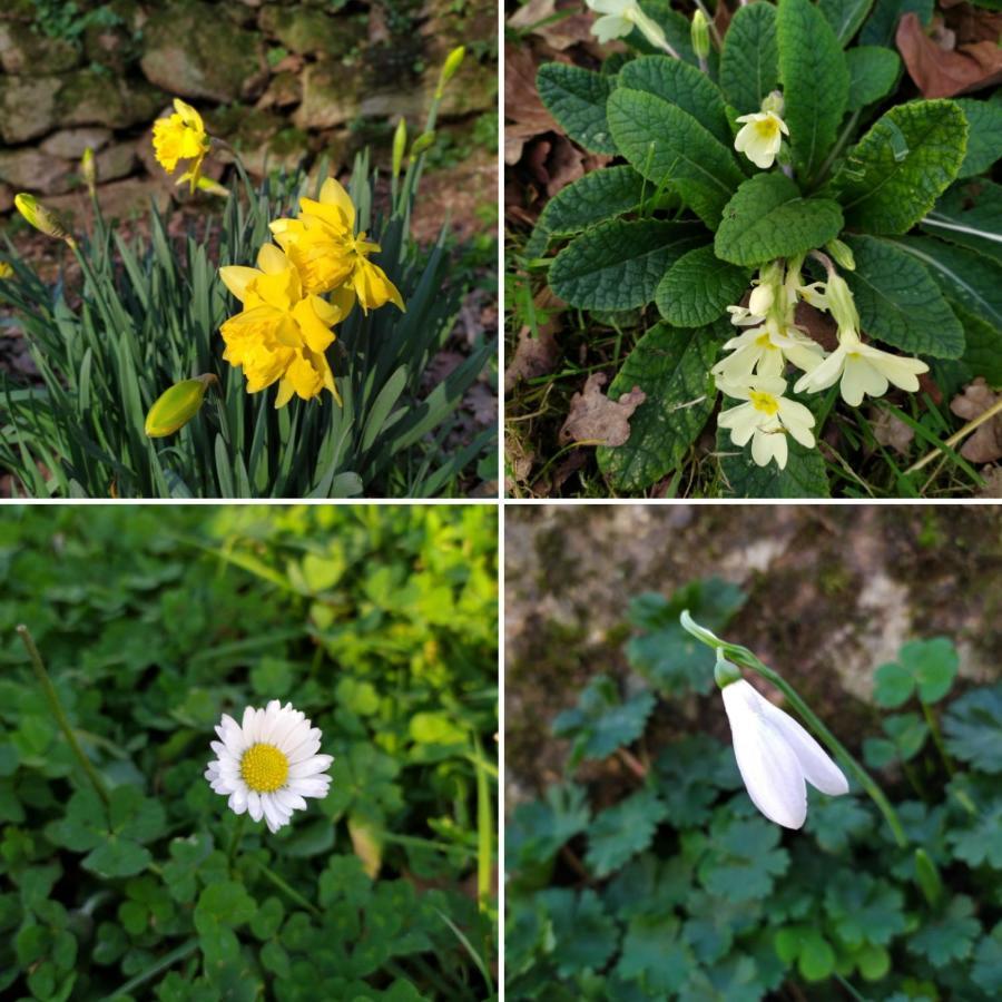 Les Gites Des Beaux Chenes Mortagne-sur-Sevre Bagian luar foto