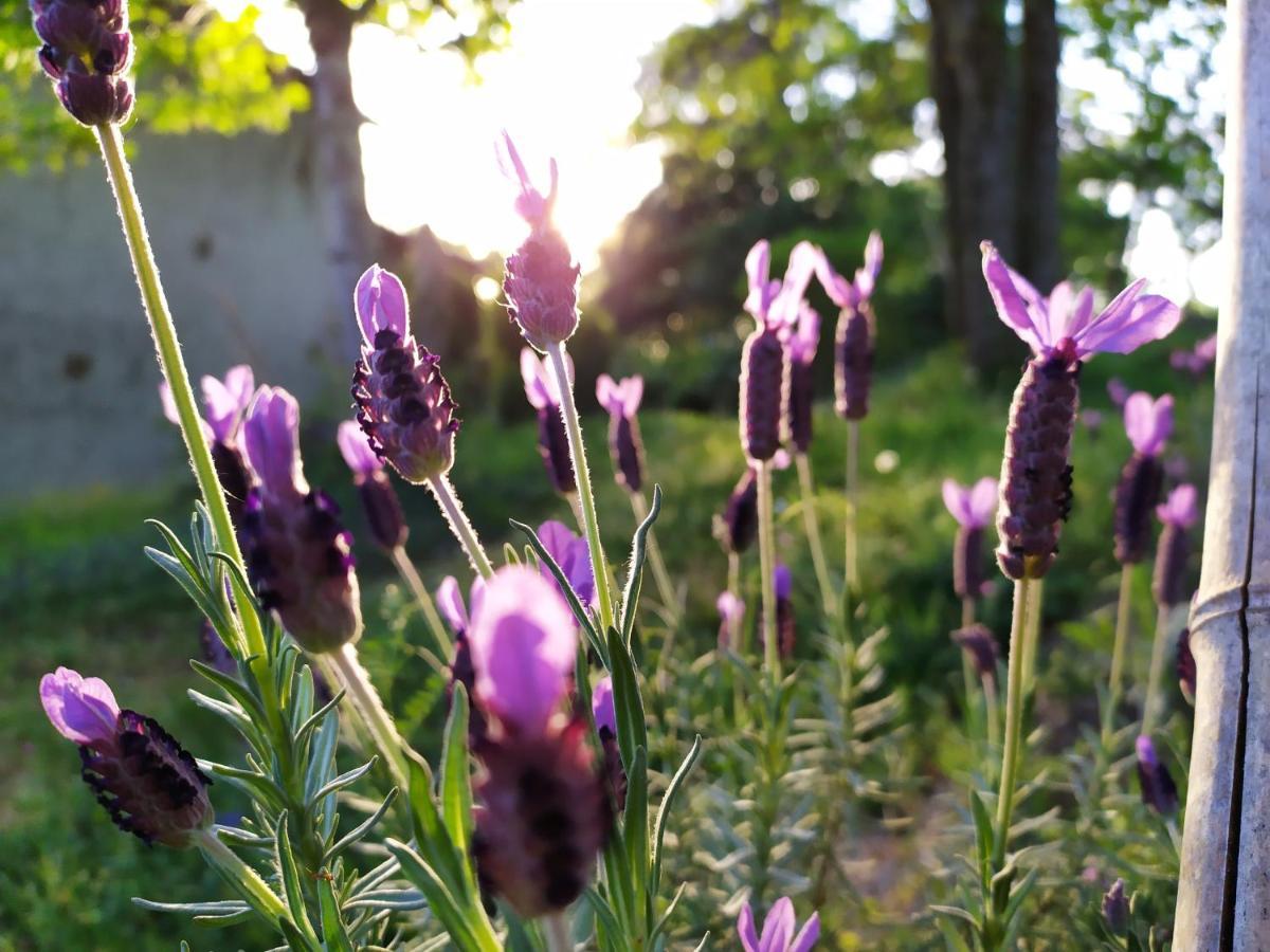 Les Gites Des Beaux Chenes Mortagne-sur-Sevre Bagian luar foto